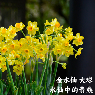 【金水仙 大球】正宗漳州水仙花种球黄金水仙矮壮型清香多花盆栽
