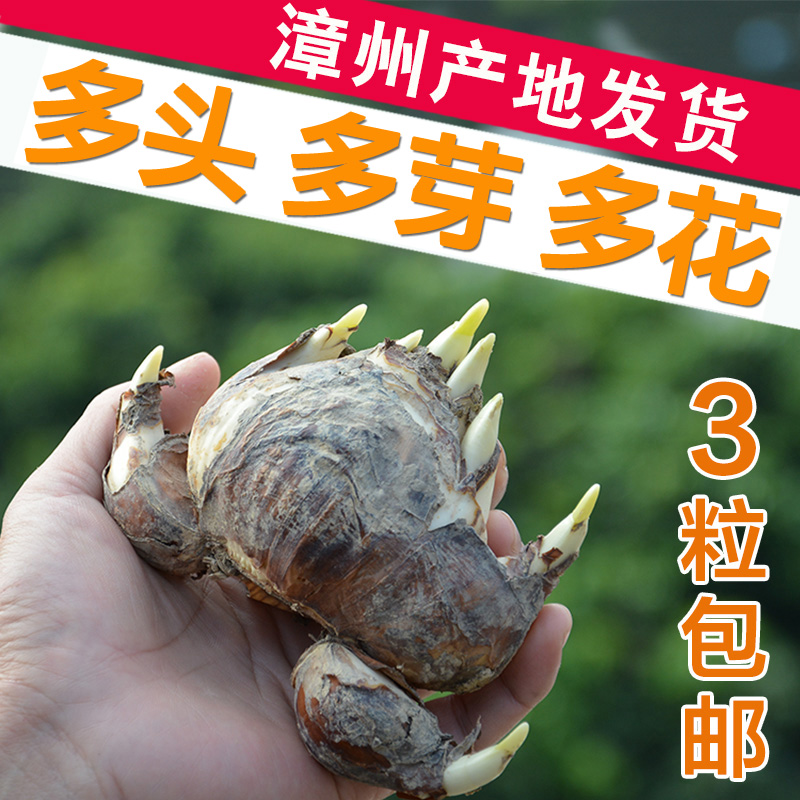 单瓣正宗漳州水仙花桌面盆栽