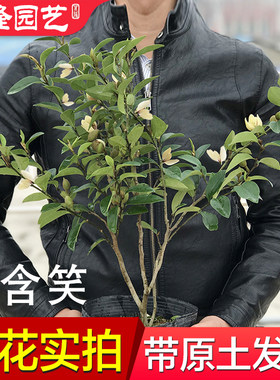 含笑带花苞带叶带原土大棵花盆栽