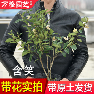 含笑花盆栽四季开花树苗浓香型庭院地载阳台植物室内花卉观花绿植