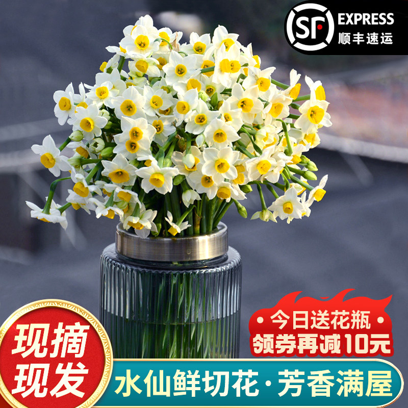 【现摘鲜切花】漳州水仙花种球花枝带花苞冬季水培室内插花年宵花