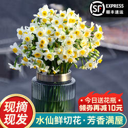 【现摘鲜切花】漳州水仙花种球花枝带花苞冬季水培室内插花年宵花