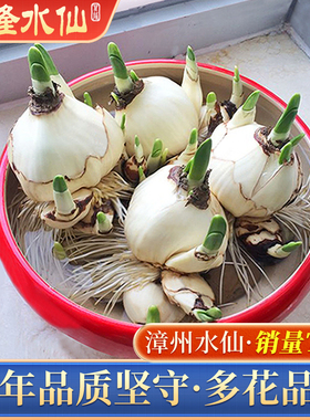 正宗漳州水仙花种球水培冬季重瓣花卉室内盆栽水养植物球根年宵花
