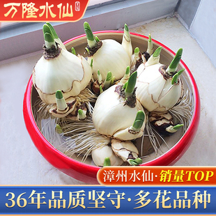 正宗漳州水仙花种球水培冬季 重瓣花卉室内盆栽水养植物球根年宵花