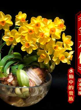 金水仙—水仙中的贵族 漳州黄金水仙花种球龙袍春天花卉种子盆栽