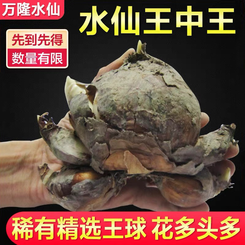 【大花王】漳州水仙花种球单瓣复瓣大球盆栽水养植物水培球根花卉