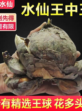 【大花王】漳州水仙花种球单瓣复瓣大球盆栽水养植物水培球根花卉