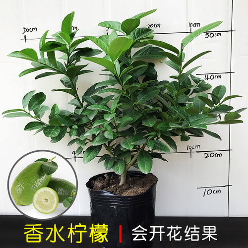 香水柠檬室内阳台可食用果树盆栽