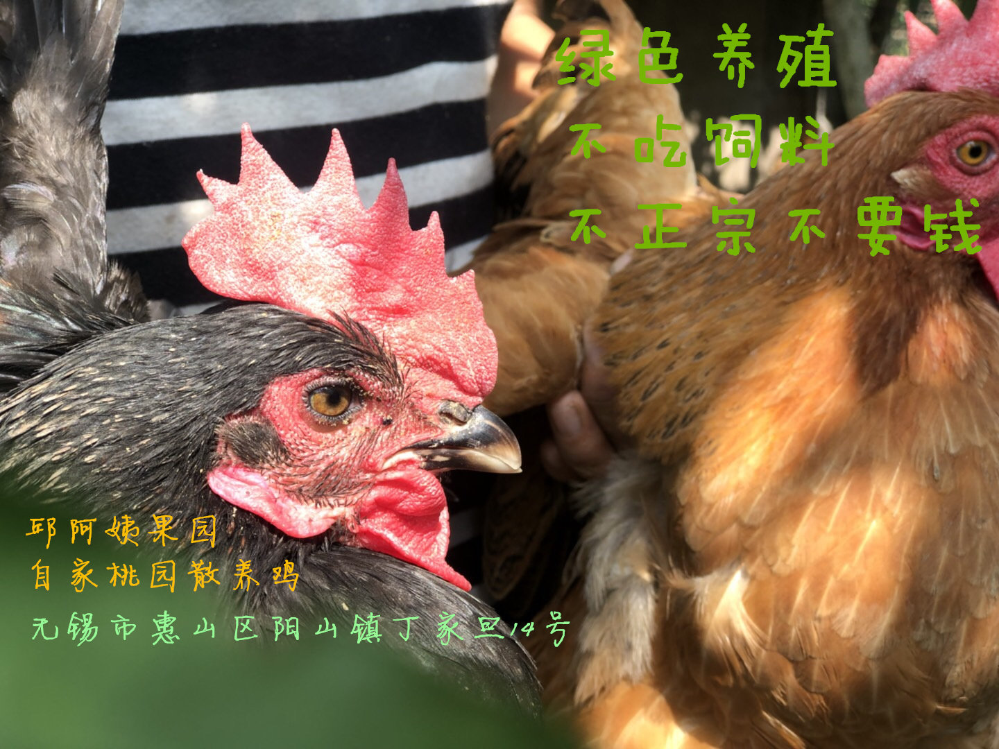 果园生态绿色散养鸡