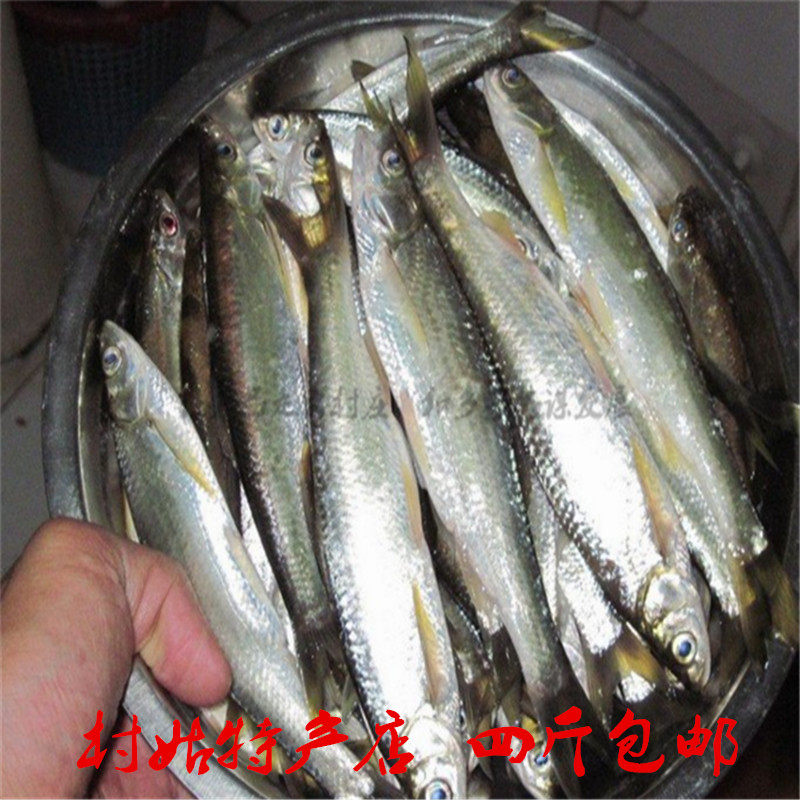 微山湖生态小白条鱼柳叶餐鱼小杂鱼新鲜营养美味江浙沪皖4斤包邮