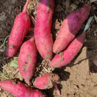 四川新鲜红薯农家自种红皮白心粉糯板栗薯烤地瓜现挖番薯金堂红苕