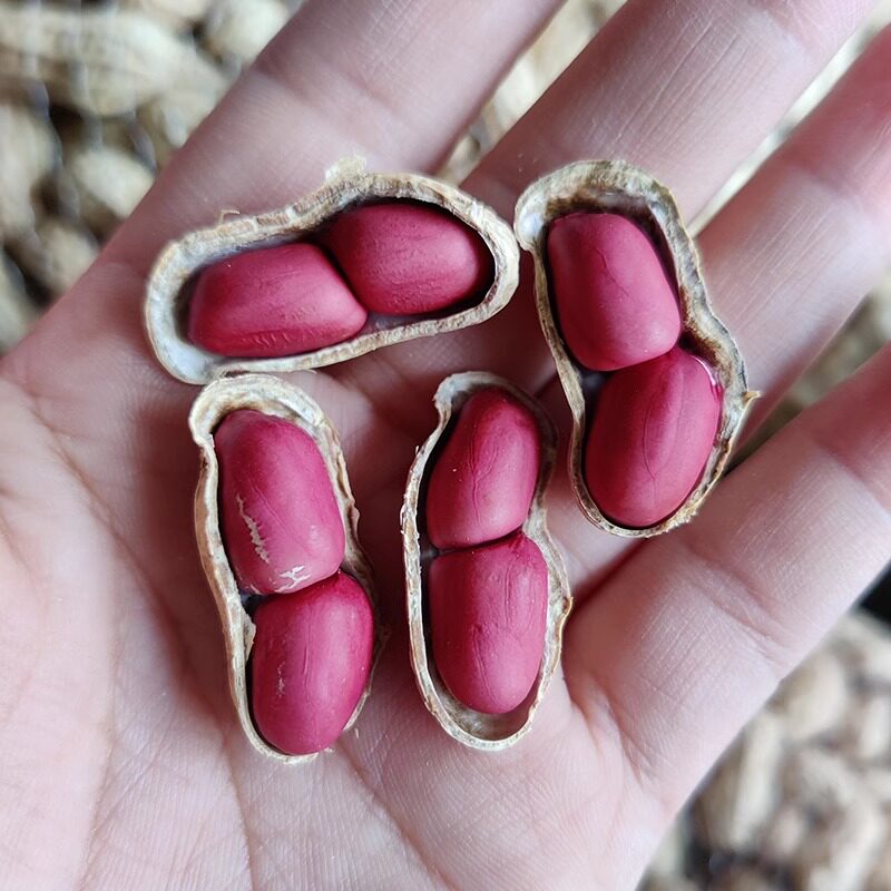 新鲜花生5斤包邮2026年晒干花生