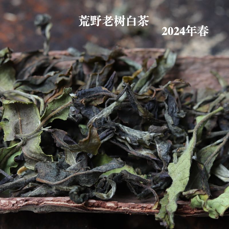 荒野老树白茶 2024年春150克散茶云南无量山大叶种 景谷月光白