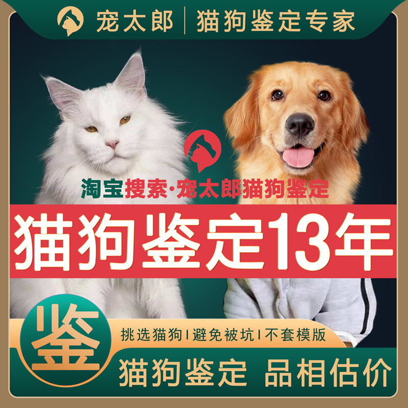 宠物猫狗鉴定师咨询猫狗金渐层布偶猫边牧柴犬缅因品相品种鉴定