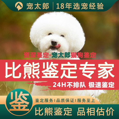 鉴比熊1V1┃不推销活体┃包准