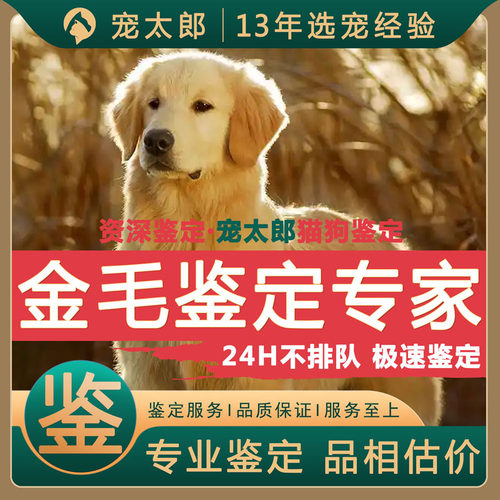 鉴金毛1V1┃不推销活体┃包准
