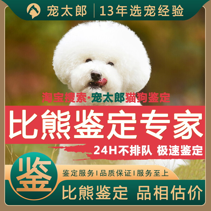 鉴比熊1V1┃不推销活体┃包准