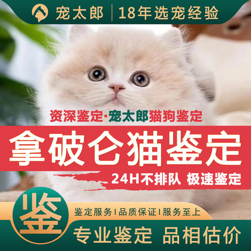 鉴拿破仑┃不推销活体┃包准