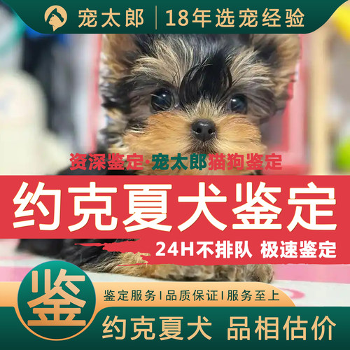 鉴约克夏┃不推销活体┃包准