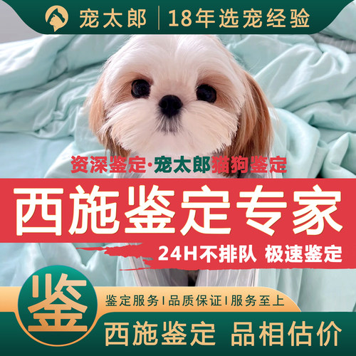 鉴西施1V1┃不推销活体┃包准