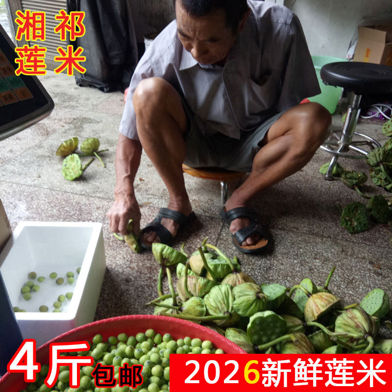 新鲜莲子米莲蓬生吃现摘农家新鲜莲子应季水果莲蓬湘莲现摘现剥