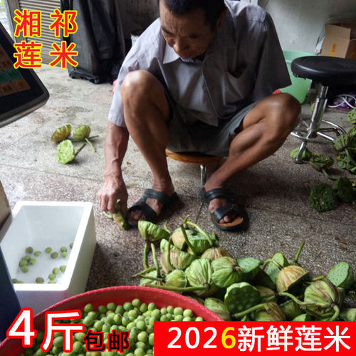 新鲜莲子米湘莲子现摘现剥现发货
