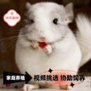 龙猫活物小龙猫活体可爱宠物龙猫幼崽长毛家养送笼子视频挑选