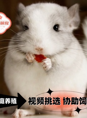 龙猫活物小龙猫活体宠物幼崽长毛标灰银斑紫灰家养送笼子视频挑选