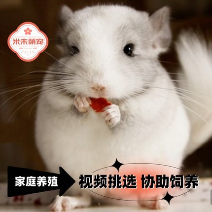 龙猫活物小龙猫活体可爱宠物龙猫幼崽长毛家养送笼子视频挑选