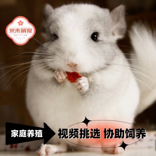 活体龙猫龙猫活物宠物幼崽视频