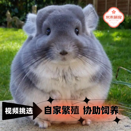 龙猫活物宠物幼崽活体疫苗龙猫