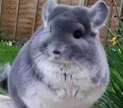 龙猫活物龙猫幼崽宠物活体视频