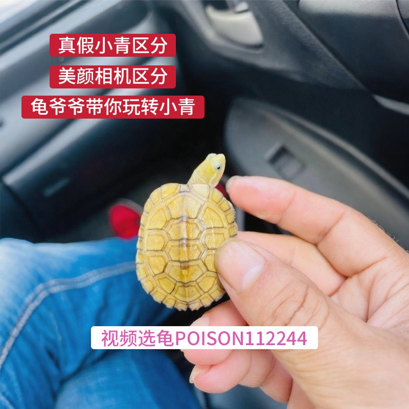 【龟爷爷的北石】皖南纯种高黄小青水龟活体宠物水龟北石小青龟