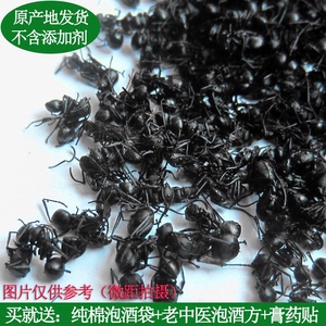 广西横县大黑蚂蚁  正宗野生拟黑多刺蚁 送泡酒袋蚂蚁贴 250克