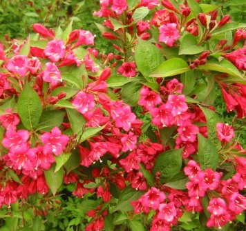 绿化苗木/庭院/景叶植物/红王子锦带小苗/红花丛生锦带/耐寒耐热