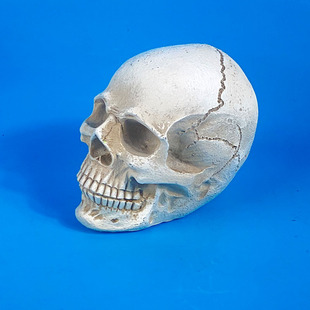 骷髅头骨模型教学生物观察剧本道具中学教具玩具头颅装饰摆件绘画