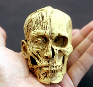 艺用人体头颅模型肌肉骨骼头雕骷髅头骨绘画参考胸像解剖美术素描