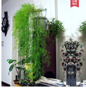 天门冬武竹小盆栽盆景苗办公室客厅花卉绿植