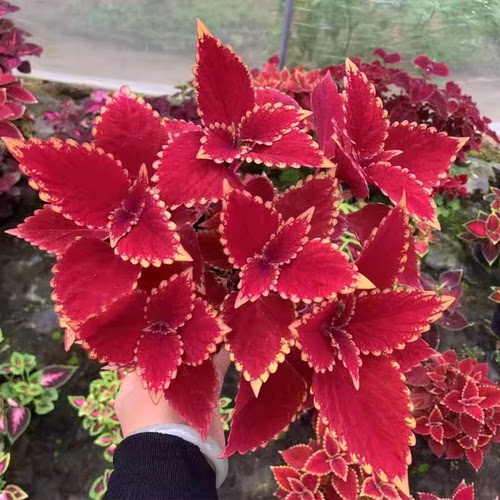 彩叶草盆栽室外花卉好养易活观叶庭院花园阳台植物红叶七彩变色紫