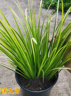 黄金叶石菖蒲多年生地被植物耐寒常绿组合花镜植物银边石菖蒲包邮