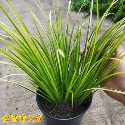 黄金叶石菖蒲多年生地被植物耐寒常绿组合花镜植物银边石菖蒲包邮