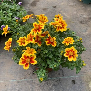 新品鬼针草盆栽易爆盆耐寒四季花卉不断开花庭院阳台花园花境包邮