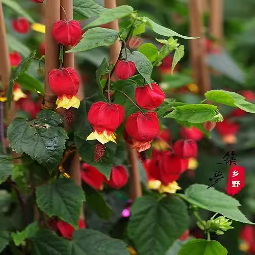 藤本植物灯笼花盆栽蔓性风铃花四季开花爬藤室外庭院好养易活花卉