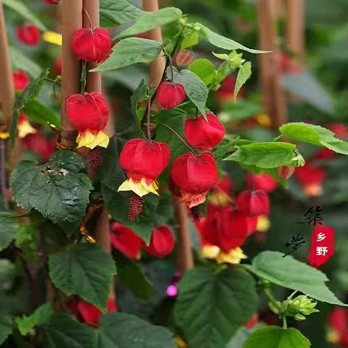 藤本植物灯笼花盆栽蔓性风铃花四季开花爬藤室外庭院好养易活花卉