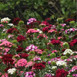 美国霹雳绣球石竹盆栽耐热耐寒阳台开花植物花期超长庭院宿根花卉