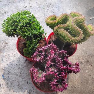 彩麒麟多肉植物玉麒麟仙人掌室内桌面盆栽吸甲醛防辐射耐旱花卉绿