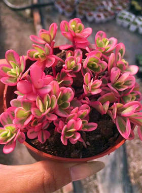 绿植太阳花锦马齿苋桌面多肉植物