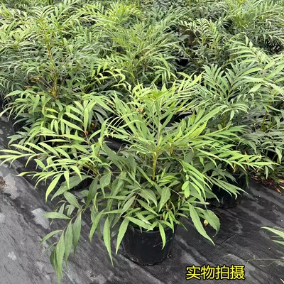 十大功劳盆栽狭叶安平木本多年耐寒阴观叶常绿盆景植物土黄连庭院