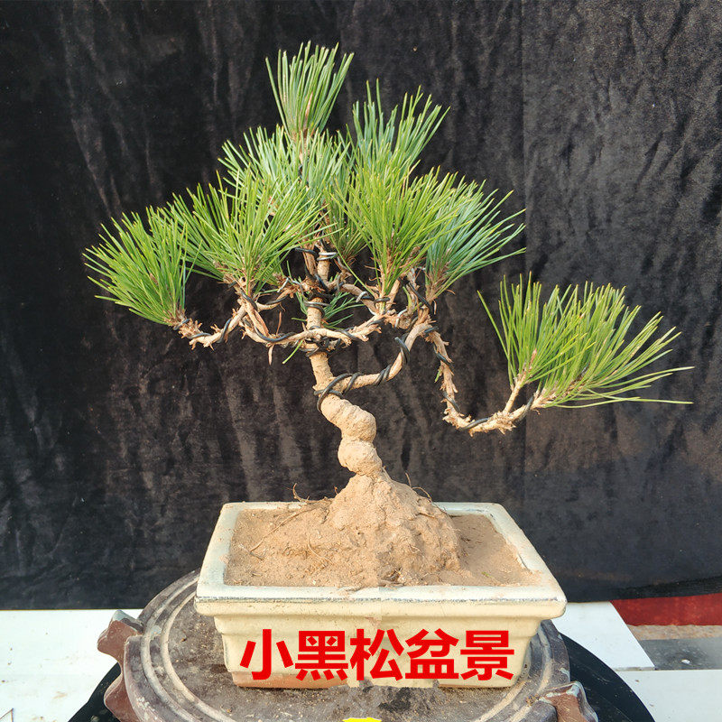 黑松小盆景 微型盆景 黑松造型树桩黑松盆景苗带原土发货包邮