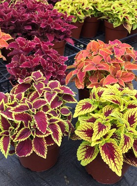 彩叶草盆栽室外花卉好养易活观叶庭院花园阳台植物红叶七彩变色紫